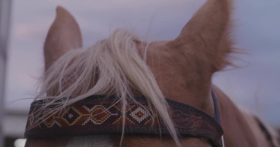 Cowgirl tending a horse at morning