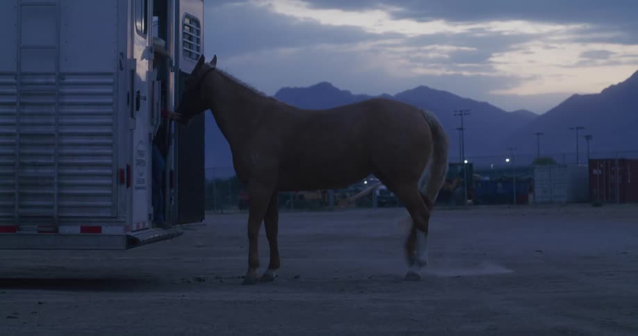 Woman taking her horse out of a trailer