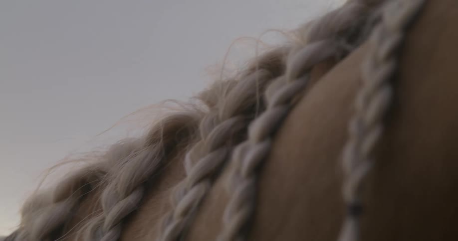 A braided horse in a stable
