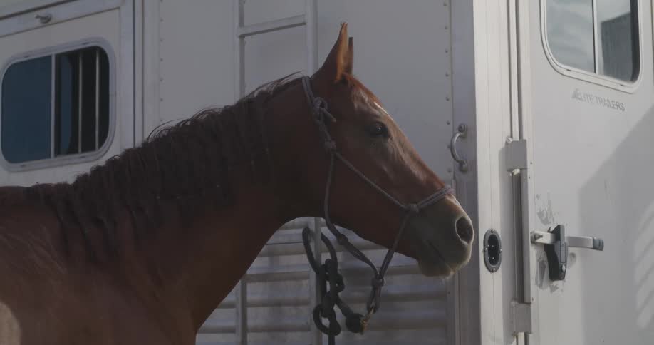 Close up of the head of a horse next to a trailer