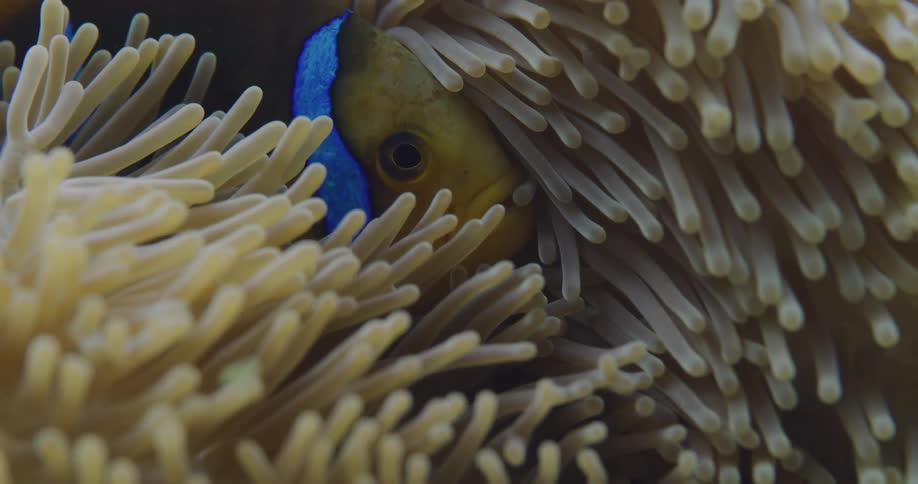 A fish hiding among the seaweed in the aquarium
