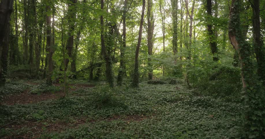Vines grow across the ground and on tall trees in the forest