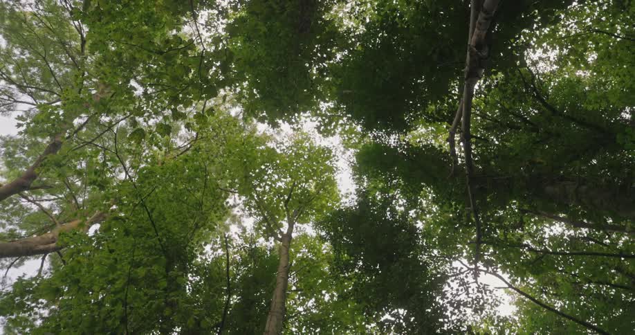 Upward view of trees in a forest and a cloudy sky