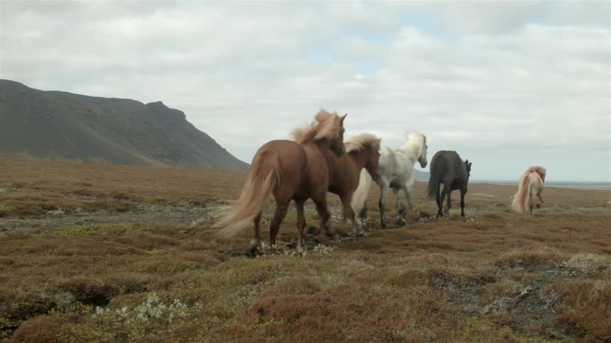 Five horses gallop over the plains