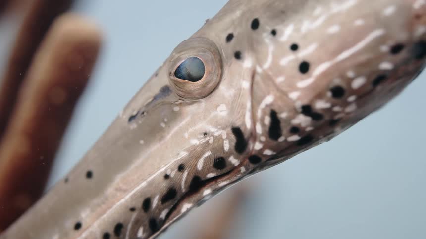 Close up of the eye of a squid swimming