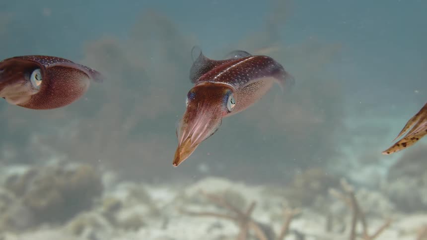 Group of cuttlefish swim together near seafloor