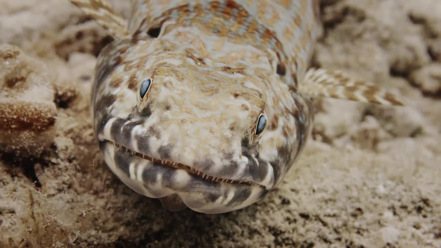 A fish underwater opening its mouth and showing its many teeth