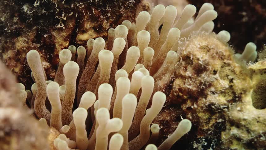Reefs and seaweed on the ocean floor
