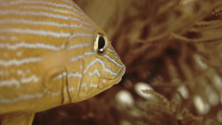 Tropical fish swimming near aquatic plants in the ocean