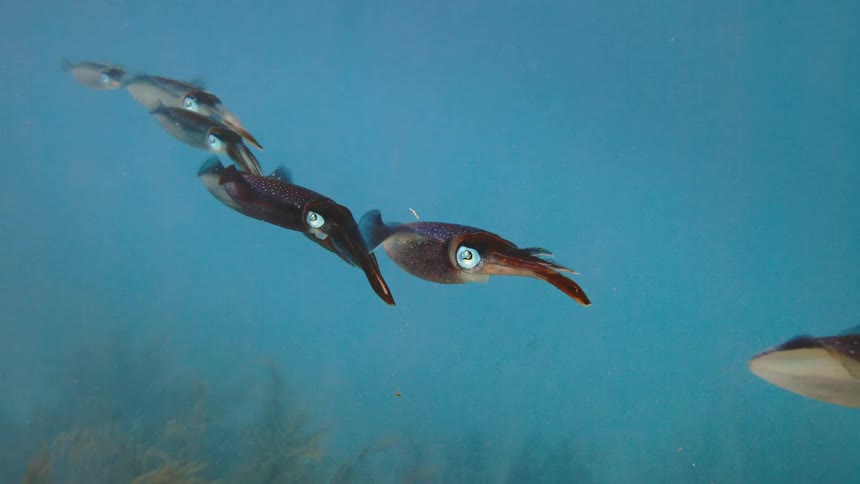 A group of squids swimming in the clear water ocean