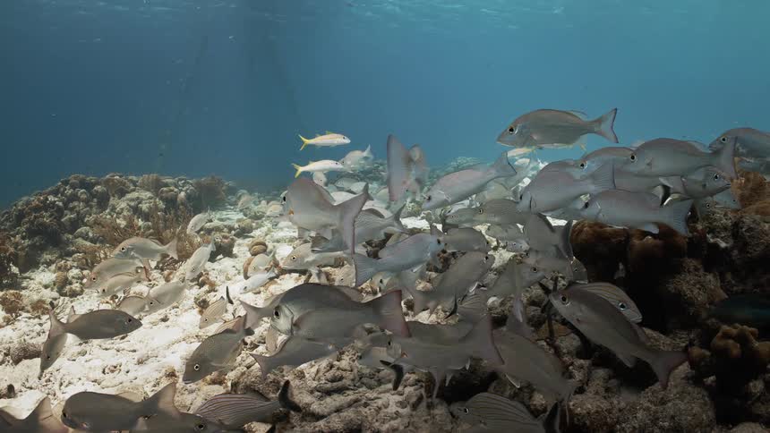 Fish swimming slowly at the bottom of the ocean