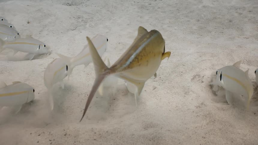 Several white fish walking and looking for food in the sand at the bottom of the ocean