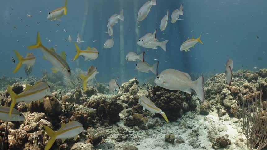 Several identical fish underwater next to a coral