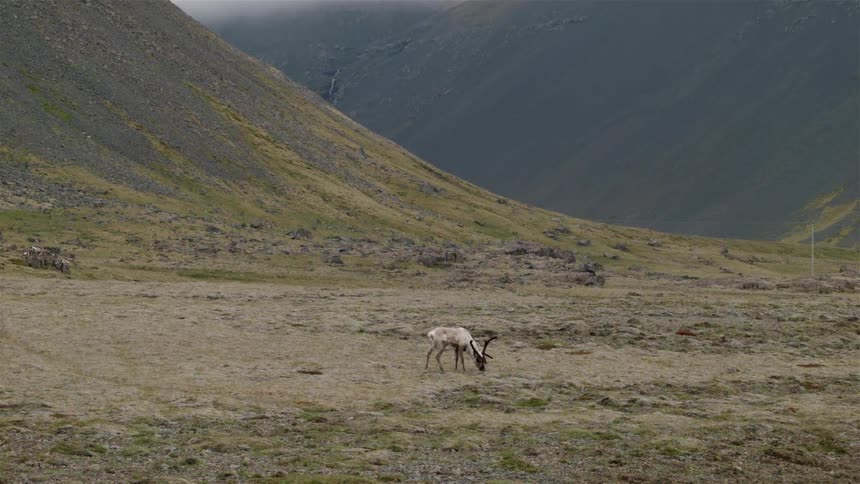 An animal is grazing on a grass filled valley