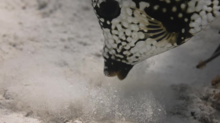 A fish swimming underwater looking for a meal