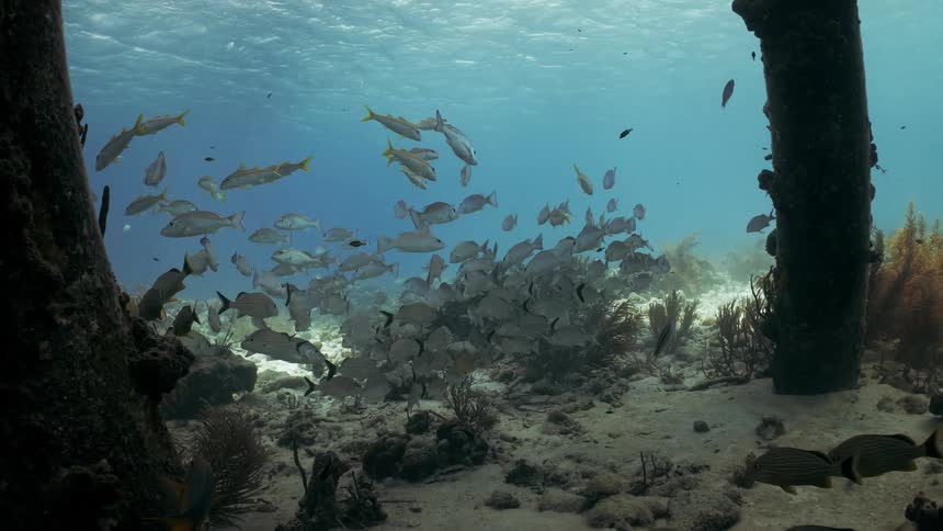 A clip of fishes swimming underwater