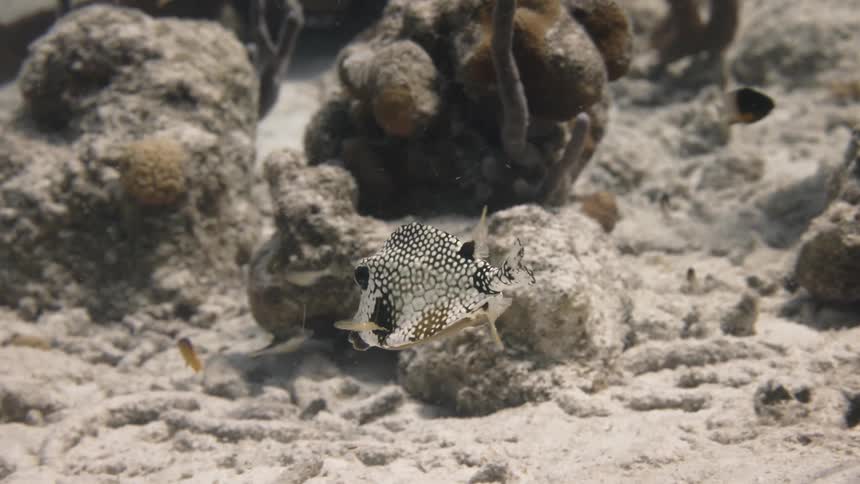 Fish swimming underwater at midday
