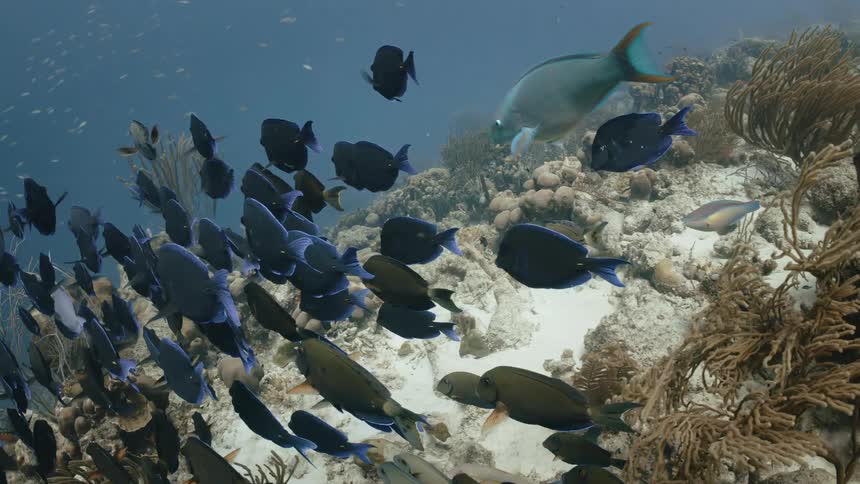 A group of fish swimming together near a coral