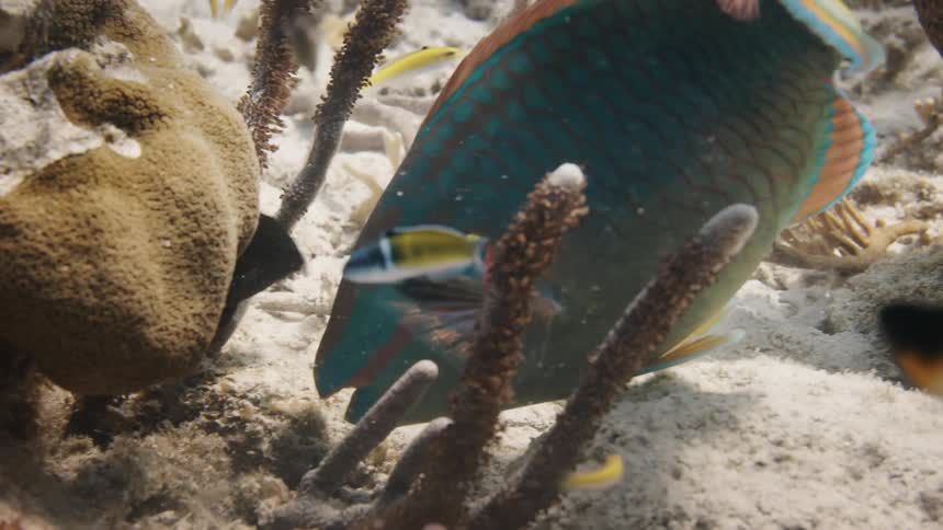 Fish feeding on the sand of a reef in the sea