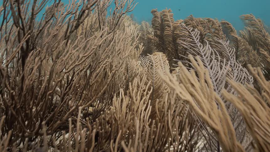 Various plants on the seabed under water