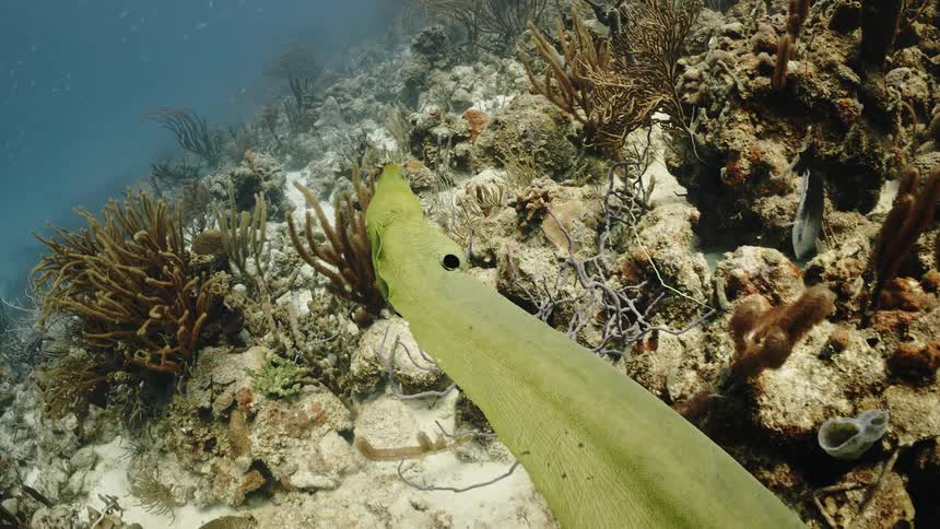 An eel swimming in a coral in a blue sea