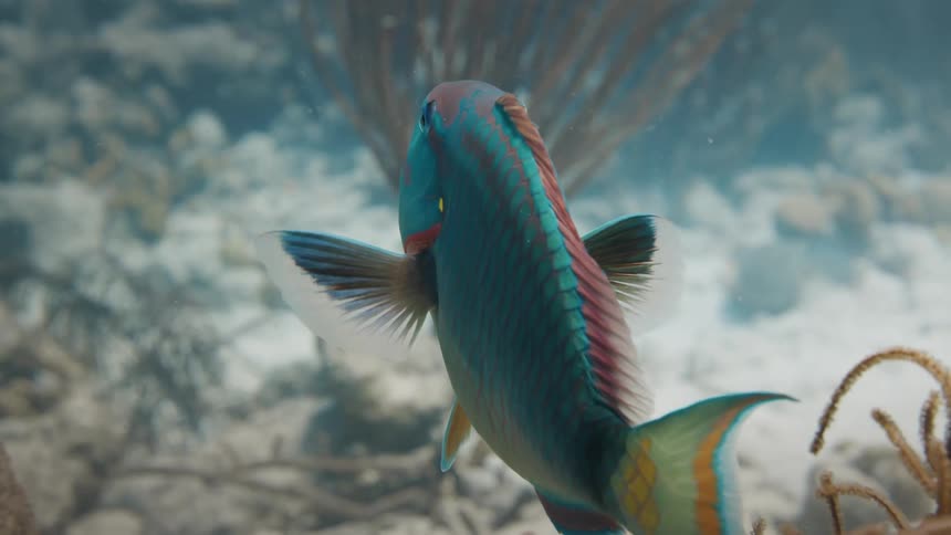 A clip of a colored fish underwater