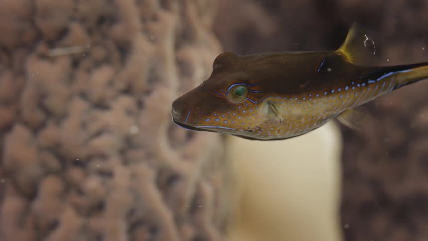 A fish swimming underwater