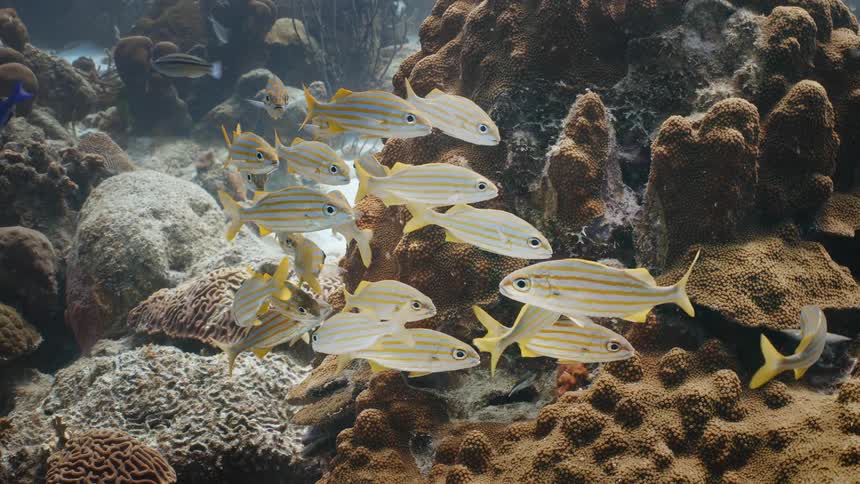 A clip of fishes white yellow and orange color under the sea