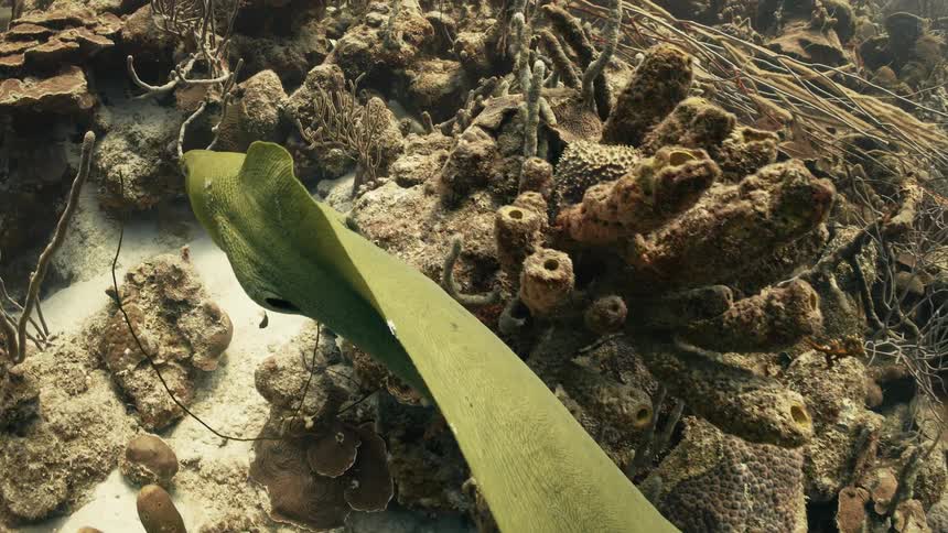 Green fish swimming among coral