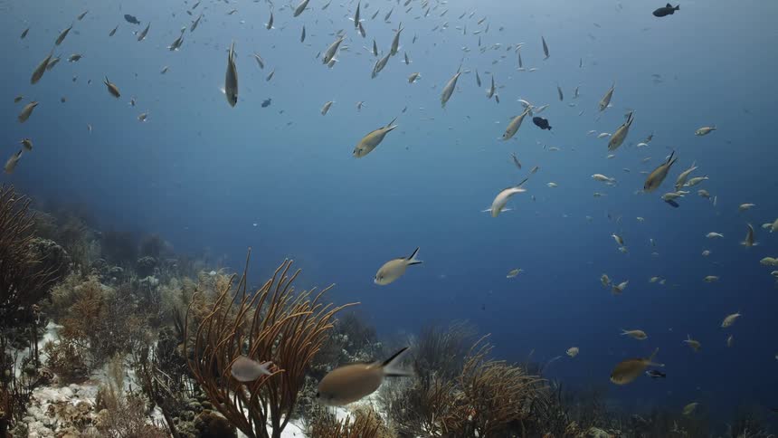 Fish in an ocean above a reef
