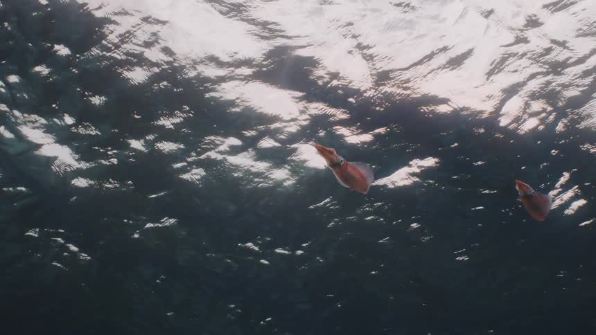 An underwater view of two fish and on the surface waves are passing by