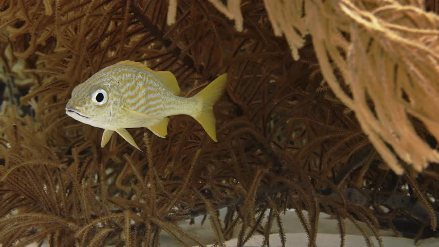 Tropical fish swimming under aquatic plants in the ocean