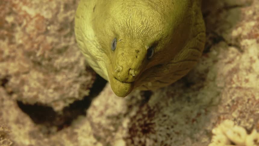 Close up of the head of a yellow eel