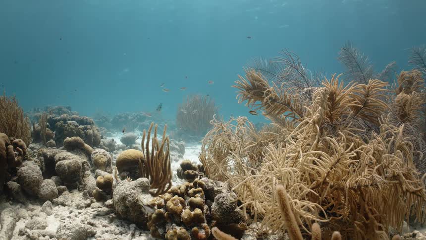 Aquatic plants and corals wave in the ocean current