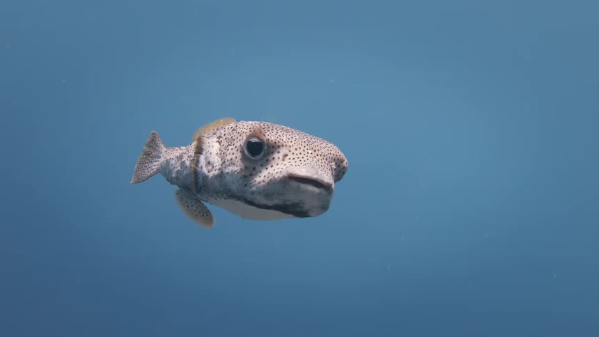 Pigmented fish swimming in the middle of the sea
