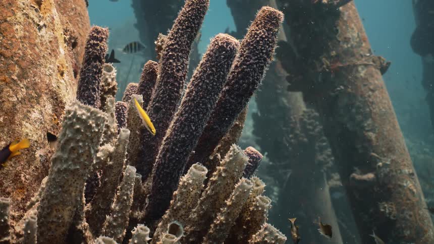 At the bottom of the sea with wreckage fish and corals and reefs