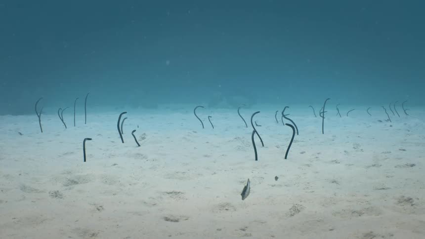 Eels in the sand on the ocean floor