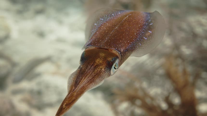 A fish swimming underwater near the vegetation at the bottom of the sea