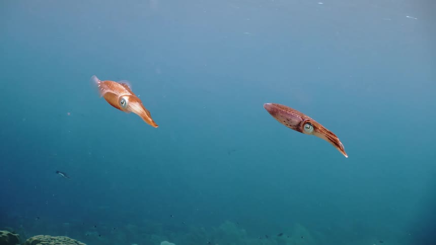 A couple of squids swimming in the tropical seas