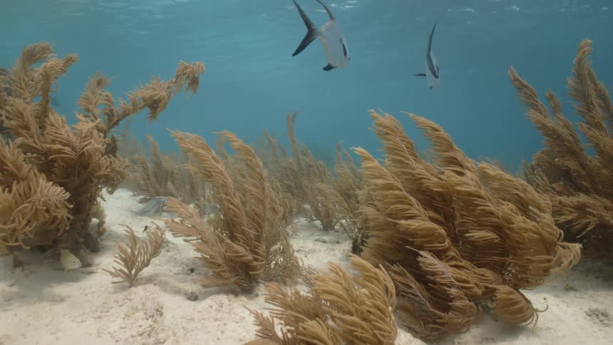Two identical fish swimming together underwater close to the ground