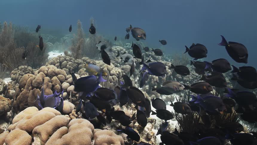 A shoal of tropical fish swimming over a coral reef