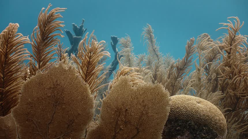 Aquatic plants and corals wave in the ocean current