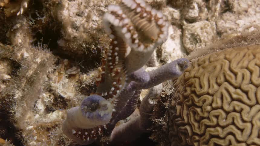 Coral and reef on the ocean floor in daylight