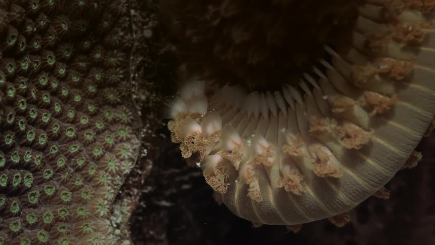 Close up of sea life in the coral reef