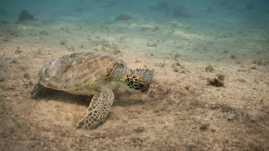A sea turtle crawls on the seabed as small fish swim in the distance
