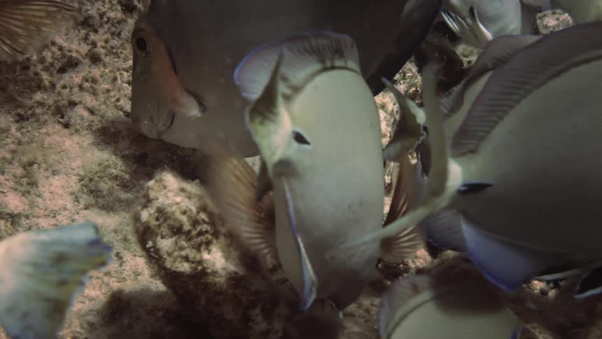 Closeup of fish of the same species feeding among coral