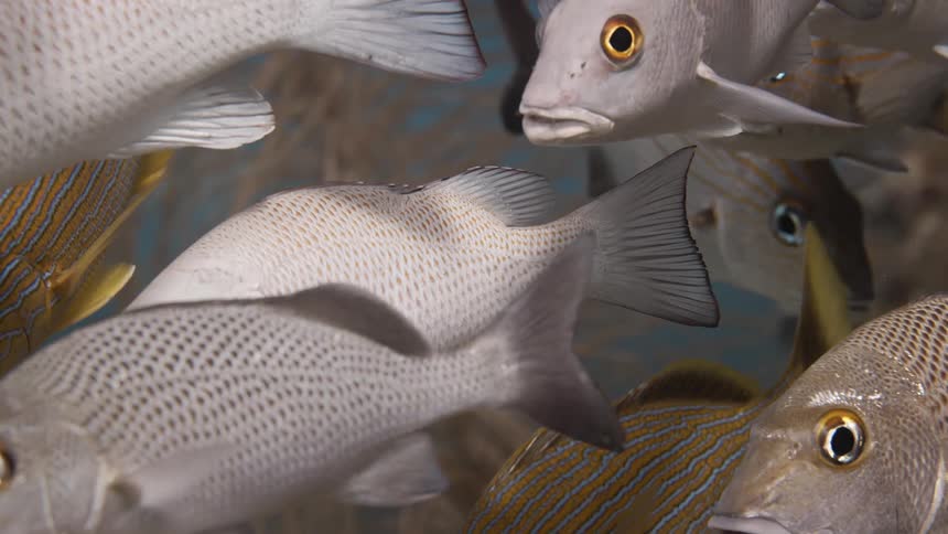 Multiple fish with different patterns swim in a cluster near kelp