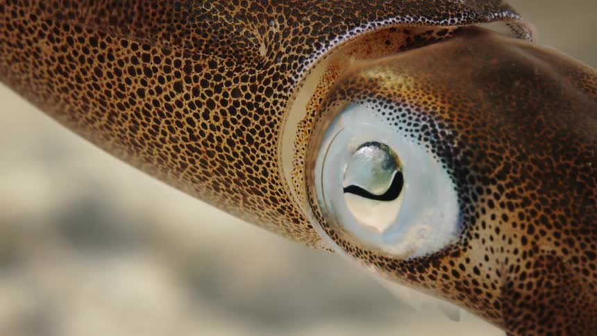 Closeup of the eyes of an owl in the water