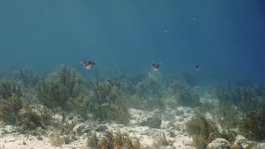 Fish swimming slowly at the bottom of the ocean