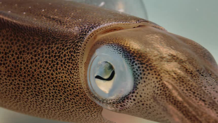 A fish with a big eye is swimming